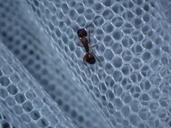 Camponotus subbarbatus