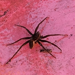 Dolomedes triton