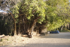 Bambusoideae