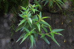 Boehmeria densiflora