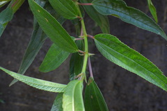 Boehmeria densiflora