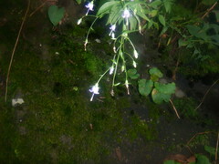 Campanula divaricata