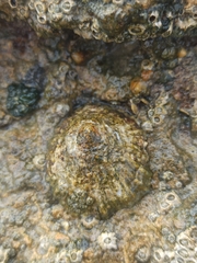 Patella rustica