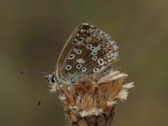Polyommatus coridon