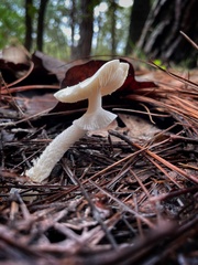 Amanita virosa