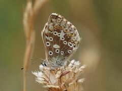 Polyommatus coridon