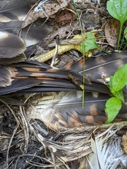 Ontholestes cingulatus