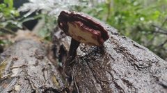 Ganoderma lucidum