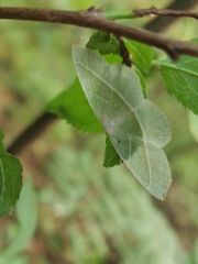 Campaea margaritaria