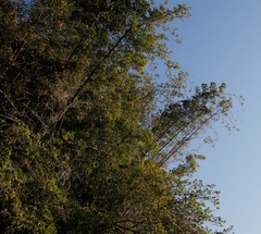 Bambusoideae