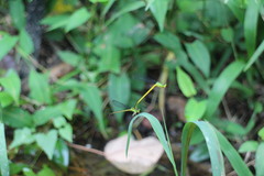 Ceriagrion fallax
