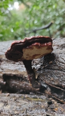 Ganoderma lucidum