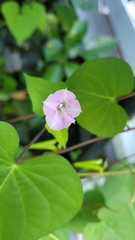 Ipomoea triloba