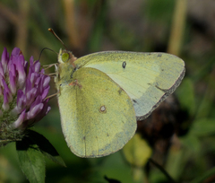 Colias philodice eriphyle