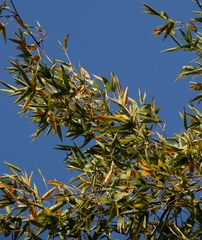 Bambusoideae