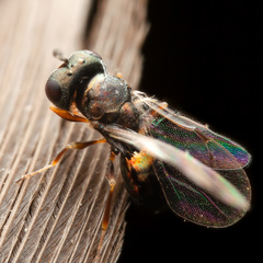Pteromalidae