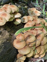 Pholiota
