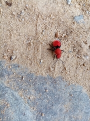 Dasymutilla erythrina