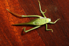 Steirodon