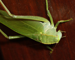 Steirodon
