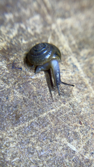 Oxychilus draparnaudi