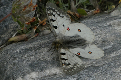 Parnassius phoebus