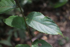 Rubus pyrifolius