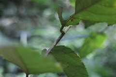 Rubus pyrifolius