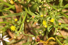 Tripolium pannonicum