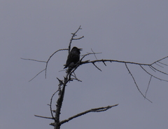 Nucifraga caryocatactes