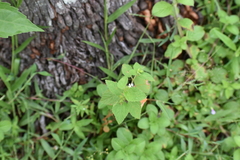 Croton