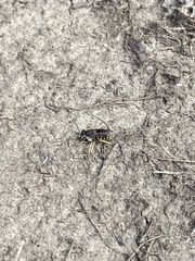 Anthidium oblongatum