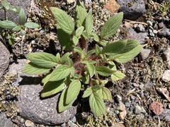 Phacelia leptosepala