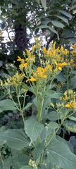 Verbesina occidentalis