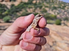 Pachydactylus barnardi