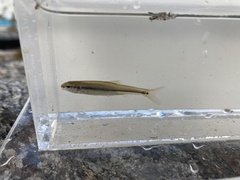 Pimephales notatus