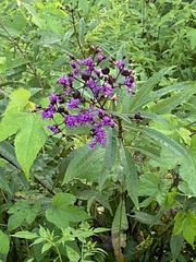 Vernonia gigantea
