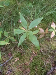 Lysimachia borealis