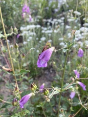 Nothochelone nemorosa