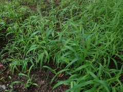 Setaria