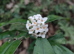 Daphne kiusiana