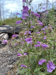 Nothochelone nemorosa