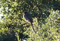 Anthochaera chrysoptera