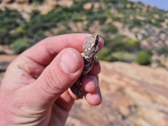 Pachydactylus barnardi