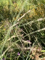 Panicum virgatum