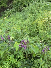 Vernonia gigantea