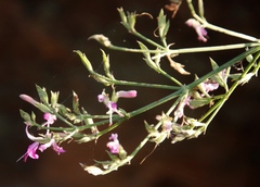 Justiciinae