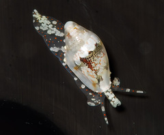 Dentimargo ringicula