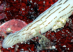 Dentimargo ringicula