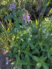 Stachys palustris